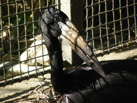 Фото Африканский аист-разиня