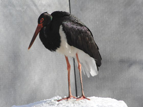 Фото Черный аист