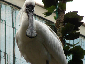 Фото Малая колпица