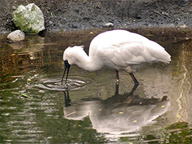 Фото Малая колпица