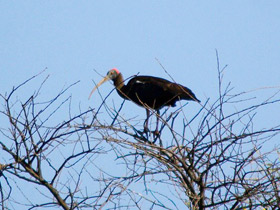 Фото Бородавчатый ибис
