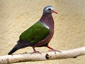 Смотреть фото Изумрудный голубь Фото Изумрудный голубь