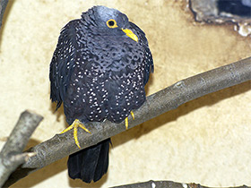 Смотреть фото Оливковый голубь Фото Оливковый голубь