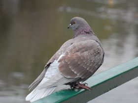 Смотреть фото Сизый голубь Фото Сизый голубь