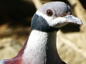 Смотреть фото Черношейный плодоядный голубь Фото Черношейный плодоядный голубь