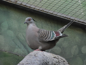 Смотреть фото Хохлатый бронзовокрылый голубь Фото Хохлатый бронзовокрылый голубь