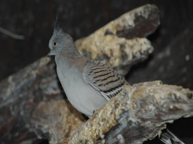 Смотреть фото Хохлатый бронзовокрылый голубь Фото Хохлатый бронзовокрылый голубь