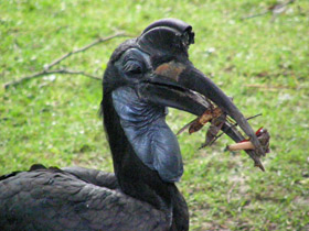 Смотреть фото Абиссинский рогатый ворон Фото Абиссинский рогатый ворон