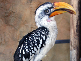 Фото Желтоклювый ток