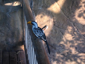 Фото Желтоклювый ток