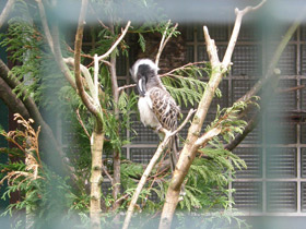 Смотреть фото Серый токо Фото Серый токо