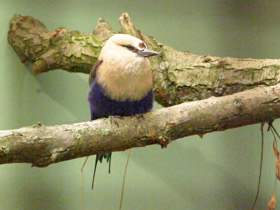 Смотреть фото Синебрюхая сизоворонка Фото Синебрюхая сизоворонка