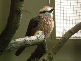 Смотреть фото Рыжешапочная сизоворонка Фото Рыжешапочная сизоворонка