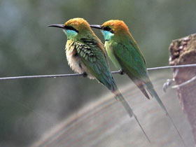 Смотреть фото Малая зелёная щурка Фото Малая зелёная щурка