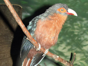 Смотреть фото Каштановогрудая кустарниковая кукушка Фото Каштановогрудая кустарниковая кукушка