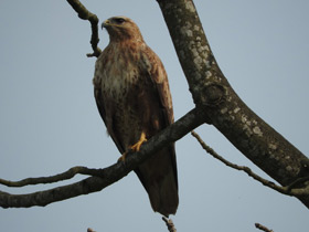 Смотреть фото Курганник Фото Курганник