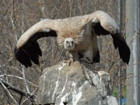 Смотреть фото Белоголовый сип Фото Белоголовый сип