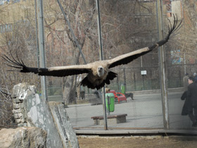 Смотреть фото Белоголовый сип Фото Белоголовый сип