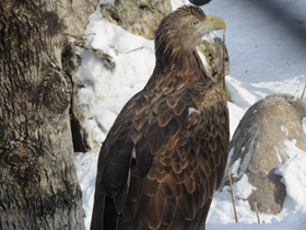 Смотреть фото Орлан-белохвост Фото Орлан-белохвост