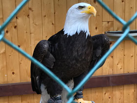 Смотреть фото Белоголовый орлан Фото Белоголовый орлан