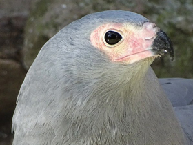 Смотреть фото Африканский лунёвый ястреб Фото Африканский лунёвый ястреб