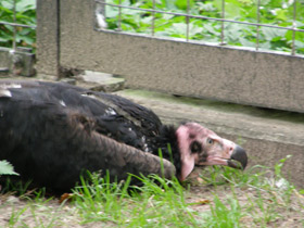 Смотреть фото Ушастый индийский гриф Фото Ушастый индийский гриф