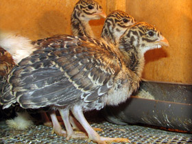 Смотреть фото Грифовая цесарка Фото Грифовая цесарка