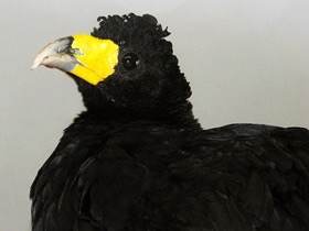 Смотреть фото Хохлатый гокко Фото Хохлатый гокко