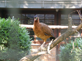 Смотреть фото Красный гокко Фото Красный гокко