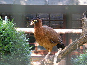 Смотреть фото Красный гокко Фото Красный гокко