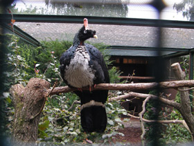 Смотреть фото Рогатый гуан Фото Рогатый гуан