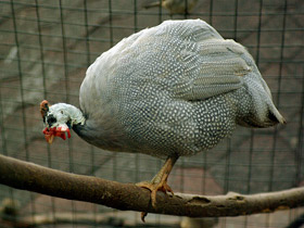 Смотреть фото Обыкновенная цесарка: пернатый единорог Фото Обыкновенная цесарка: пернатый единорог