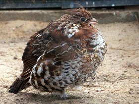 Смотреть фото Рябчик Фото Рябчик