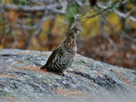 Смотреть фото Воротничковый рябчик Фото Воротничковый рябчик