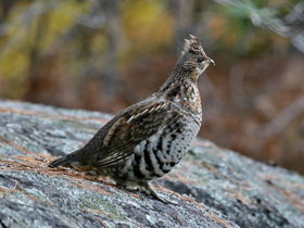 Смотреть фото Воротничковый рябчик Фото Воротничковый рябчик