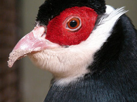 Смотреть фото Тибетский ушастый фазан Фото Тибетский ушастый фазан