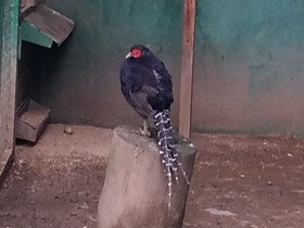 Смотреть фото Черная лофура Фото Черная лофура