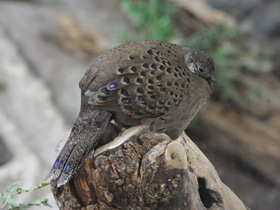 Смотреть фото Серый павлиний фазан Фото Серый павлиний фазан