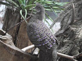 Смотреть фото Серый павлиний фазан Фото Серый павлиний фазан