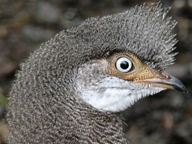 Смотреть фото Серый павлиний фазан Фото Серый павлиний фазан