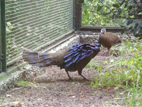 Смотреть фото Палаванский павлиний фазан Фото Палаванский павлиний фазан