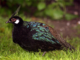 Смотреть фото Палаванский павлиний фазан Фото Палаванский павлиний фазан