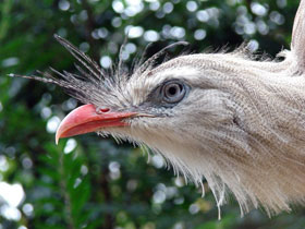 Смотреть фото Хохлатая кариама Фото Хохлатая кариама