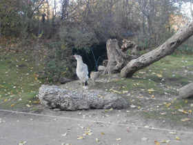 Смотреть фото Хохлатая кариама Фото Хохлатая кариама