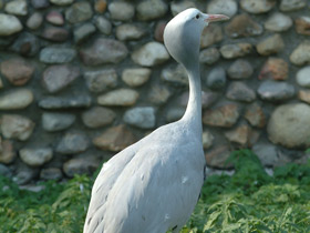 Смотреть фото Журавль Стэнли Фото Журавль Стэнли