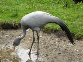Смотреть фото Журавль Стэнли Фото Журавль Стэнли