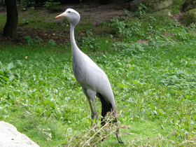 Смотреть фото Журавль Стэнли Фото Журавль Стэнли