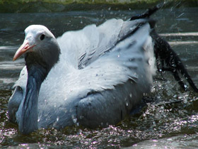 Смотреть фото Журавль Стэнли Фото Журавль Стэнли
