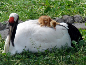 Смотреть фото Японский журавль Фото Японский журавль
