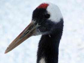 Смотреть фото Японский журавль Фото Японский журавль